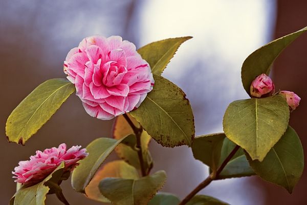Camellia Japonica