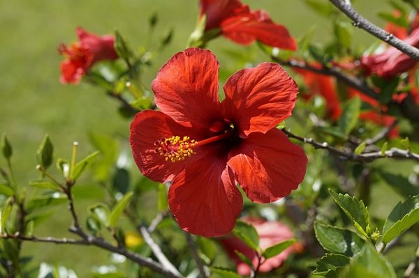 Hibiscus Rosa-Sinensis