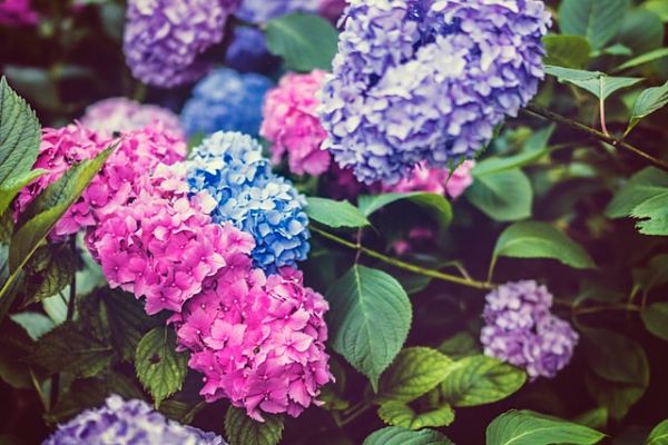 Hydrangea arborescens