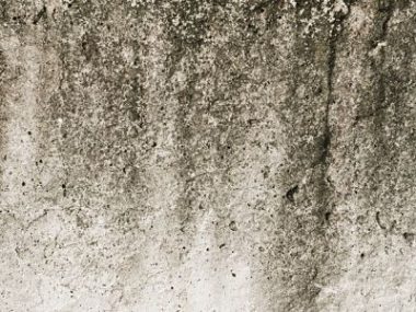 mold in attic