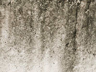 mold in attic