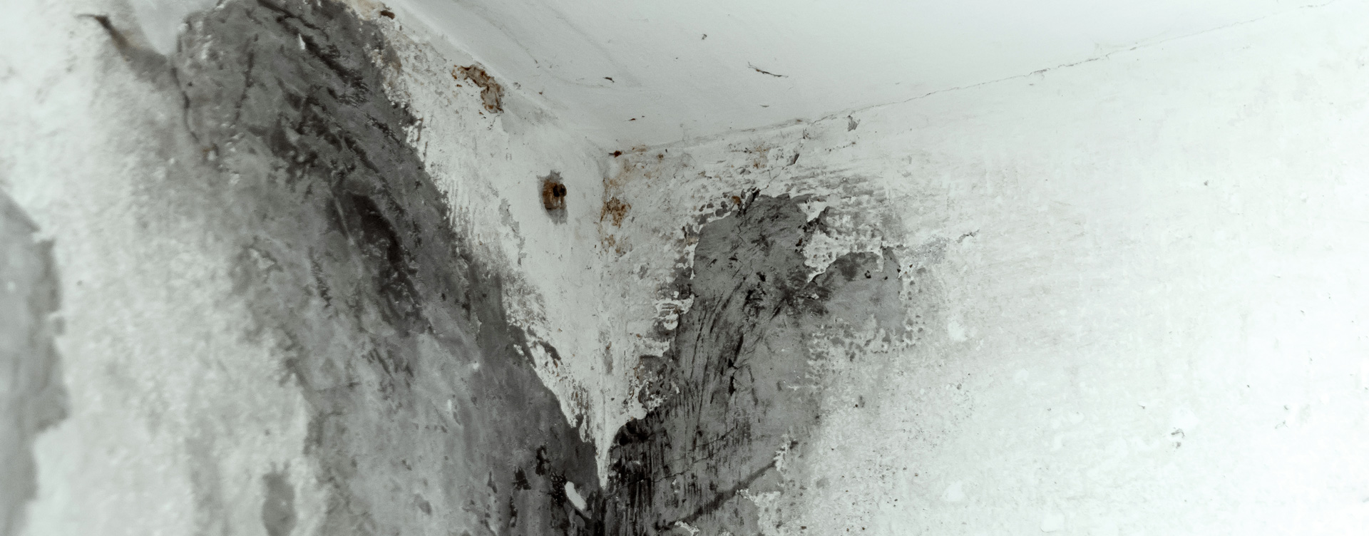 mold in attic