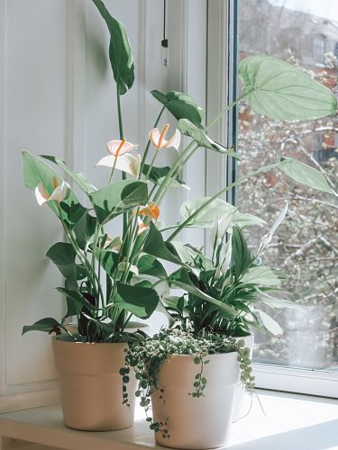 Anthurium plant