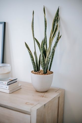 Snake Plant