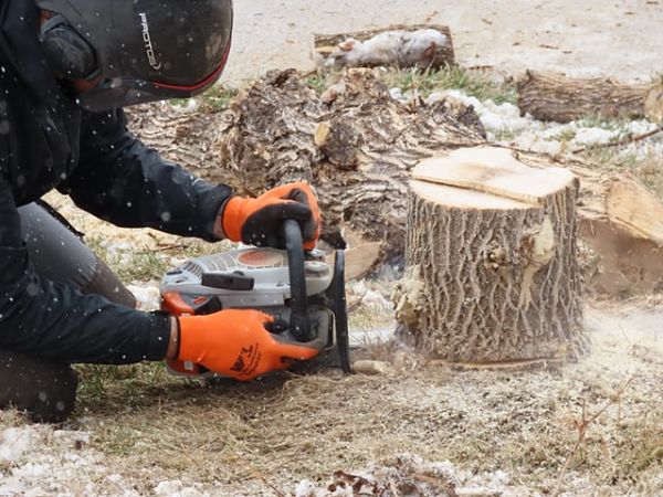 tree stump removal