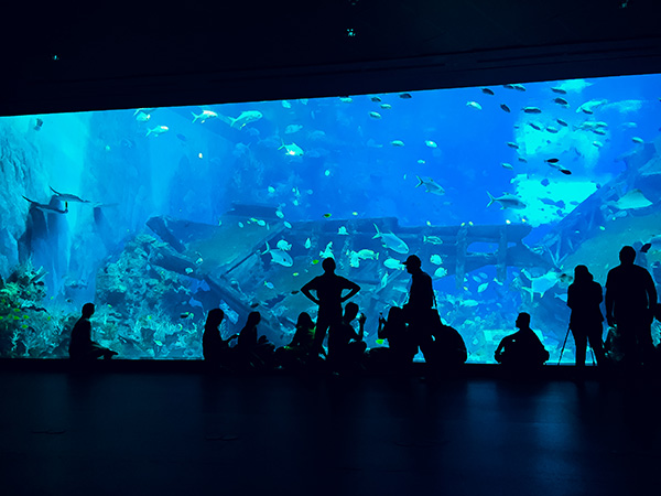 aquarium in atlanta pros