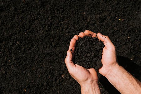lawn seeding soil