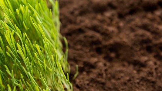 when to seed lawn