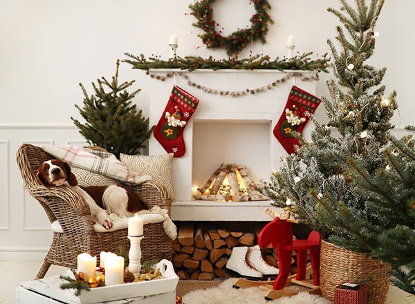 living christmas tree