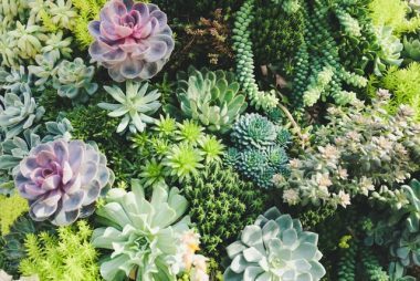 what to plant in gutter garden