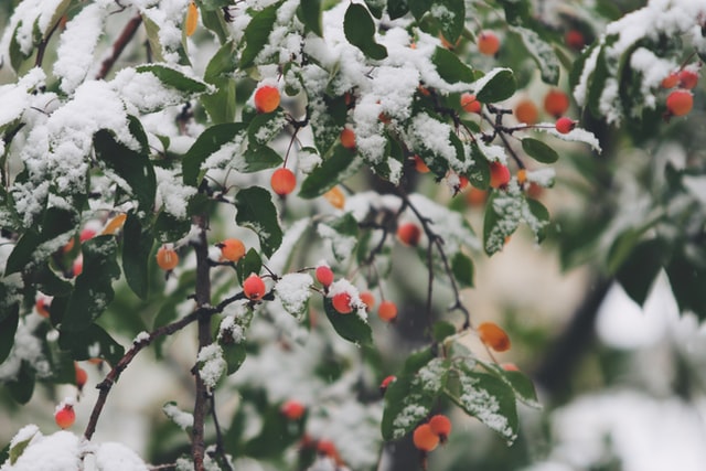 pruning plants in winter