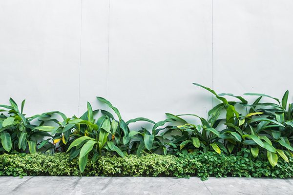 low maintenance plants