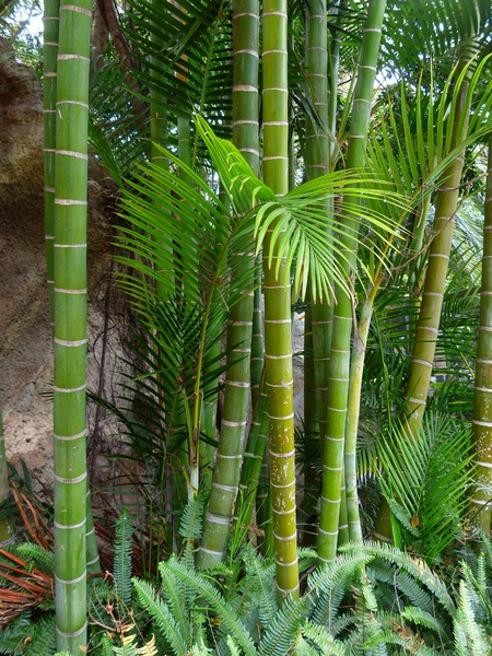 Bamboo palm