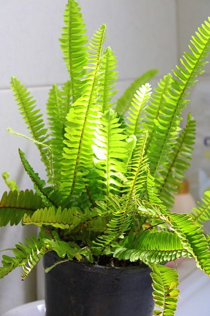 Boston fern