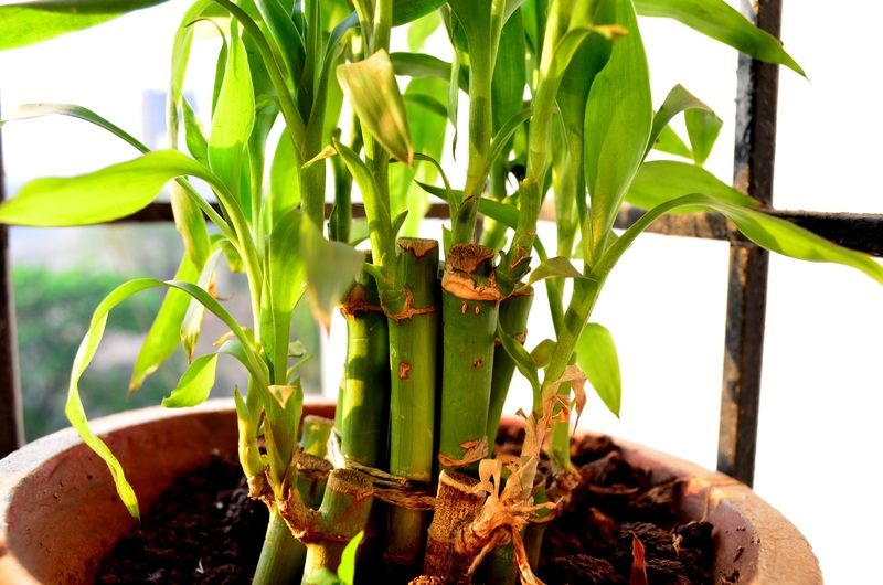 Lucky bamboo