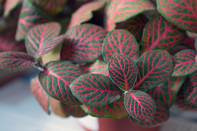 Nerve plant