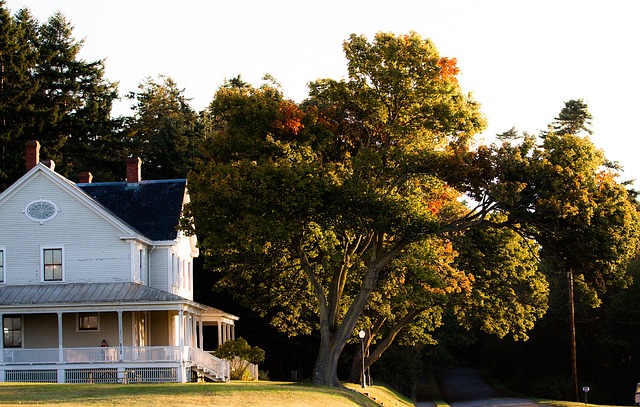 big porch trees