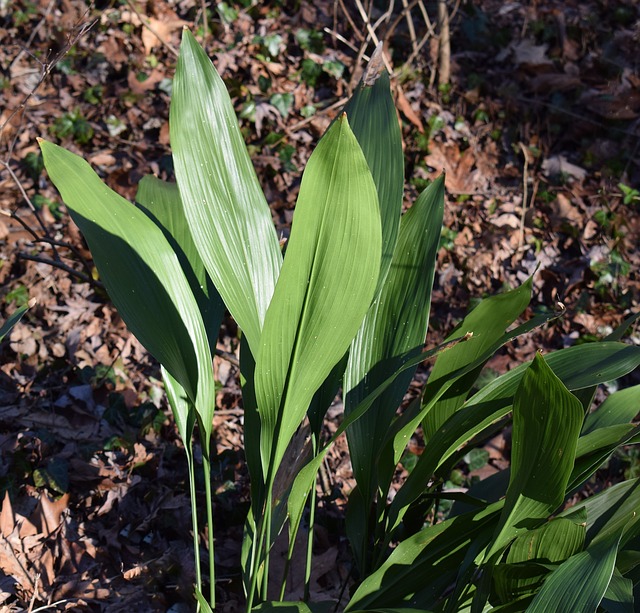 cast-iron plant