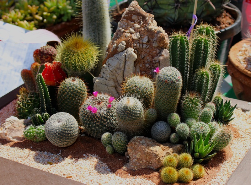 desert garden