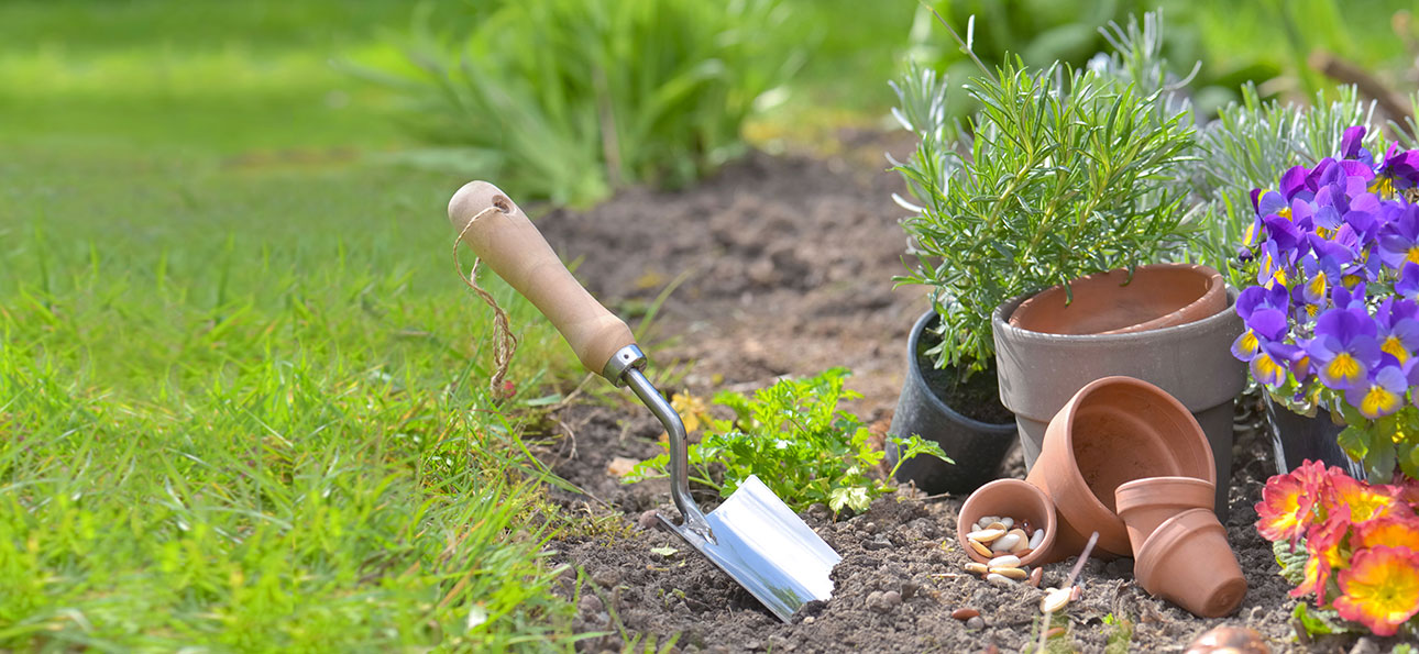 Are ants a problem in vegetable garden