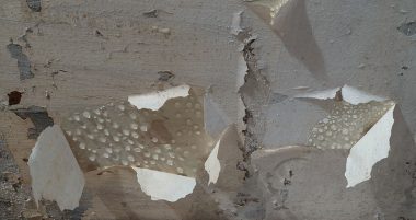 Why Is My Basement Ceiling Leaking? Find the Answers Here