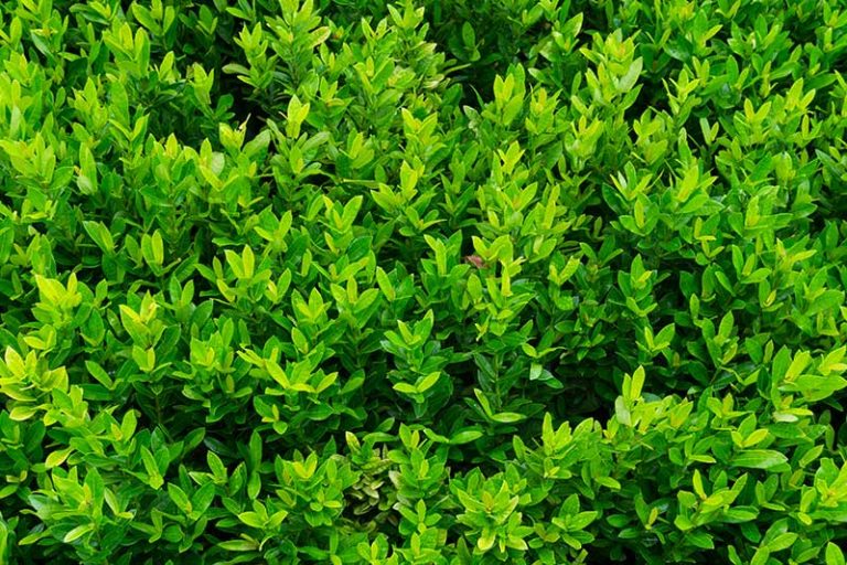 Low Maintenance Plants for Fence Line That Add Curb Appeal