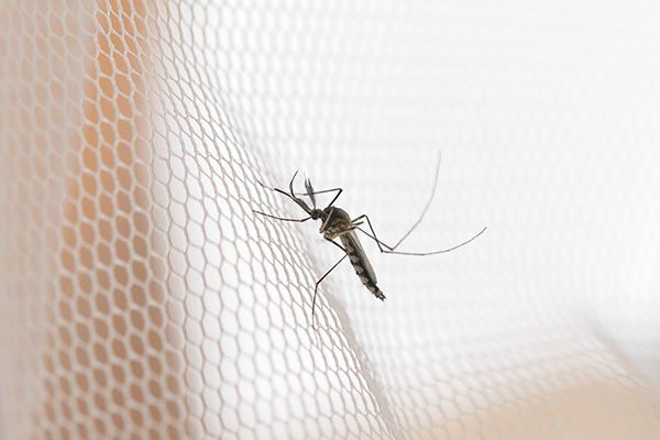 mosquitoes at my house