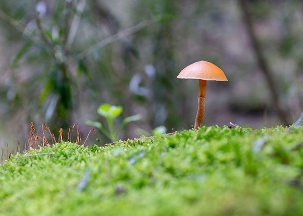 mushrooms growing in garden
