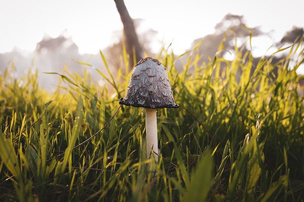 mushrooms in garden