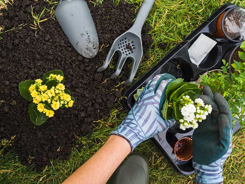 planting a garden