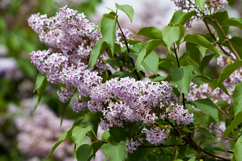 planting flowers in garden
