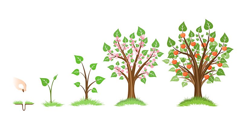 planting seeds in a garden