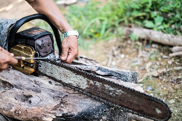 tree stump removal