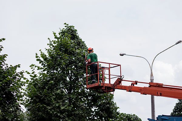 trimming a big tree