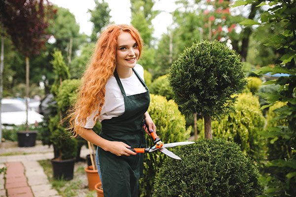 trimming a small tree