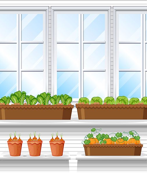 greenhouse window