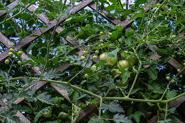 vegetable garden fence