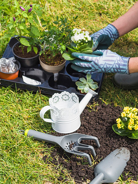 fertilizing the lawn at home
