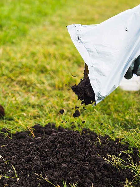 fertilizing the lawn