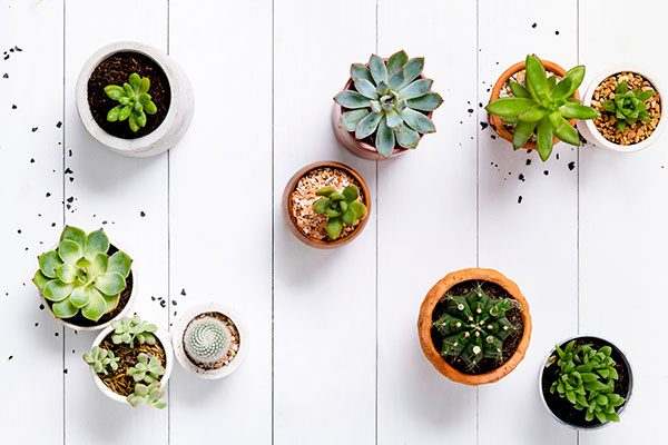 succulents in house