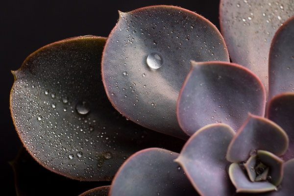 succulents in winter