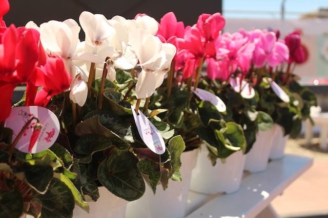 Cyclamen Persicem plant