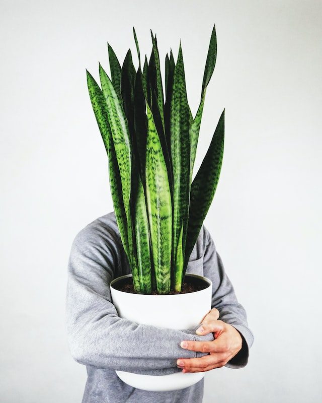 Dracaena Trifasciata