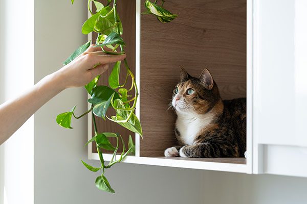 Epipremnum plant