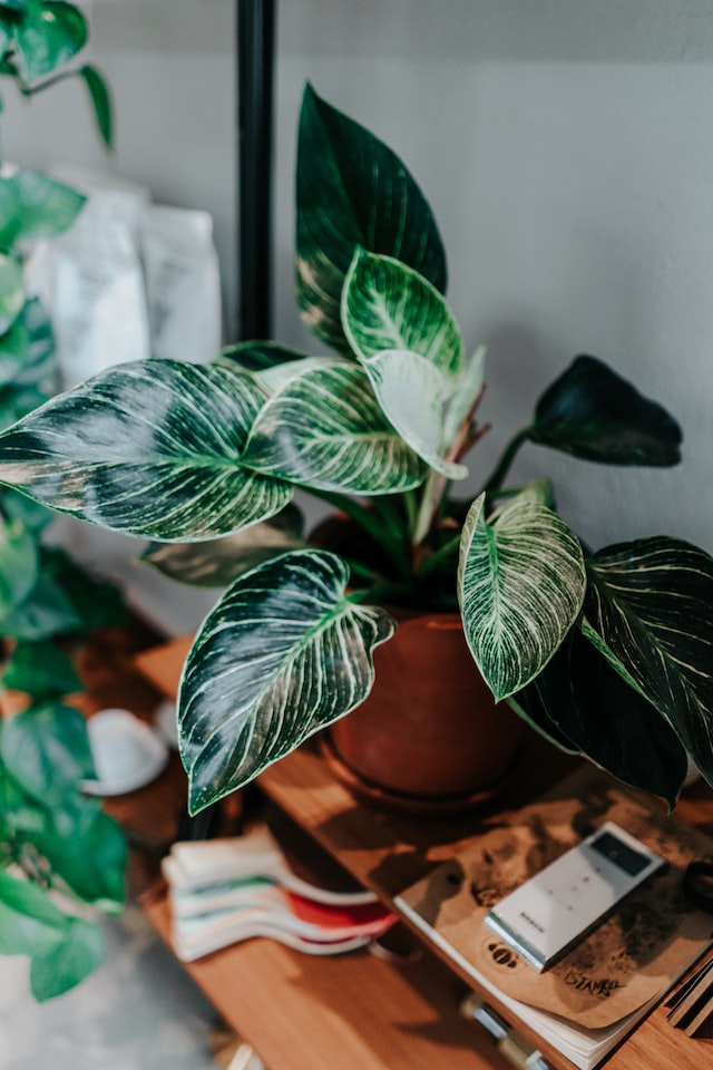 Philodendron