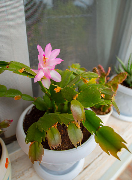 Schlumbergera plant