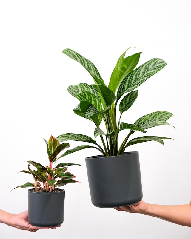 aglaonema plant