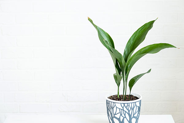 aspidistra plant