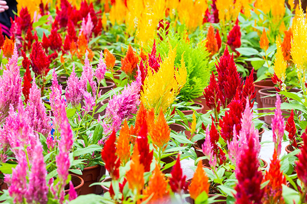 celosia colors