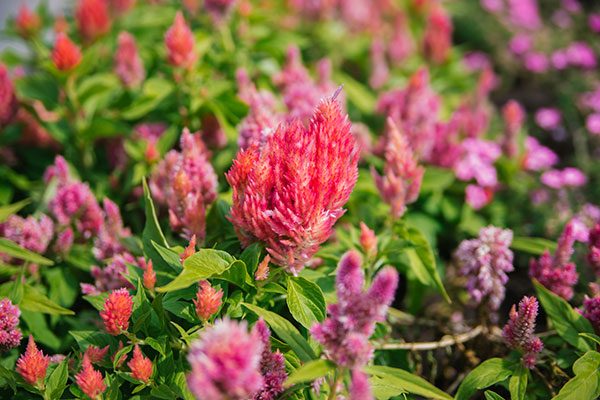 celosia garden